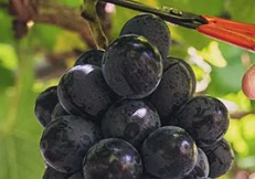 なかちゃん農園